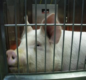 mama-pig